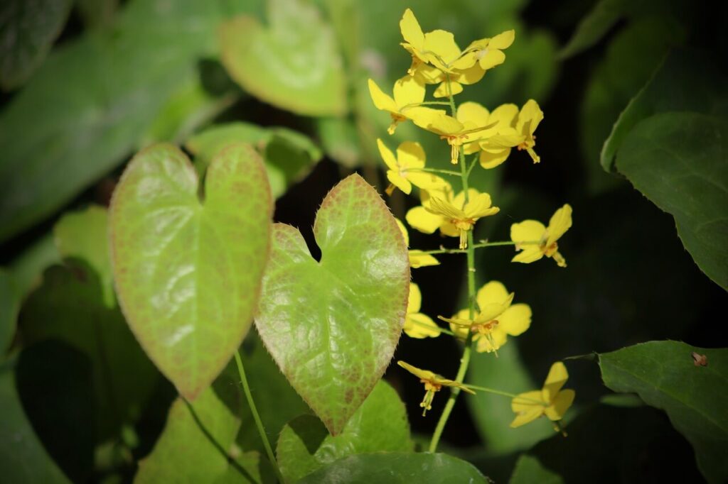 One of the great all-year-round plants: Barrenwort