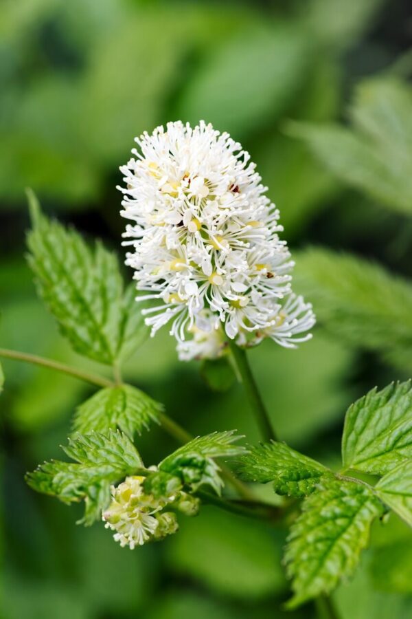 Black Cohosh