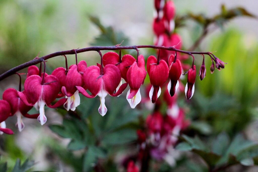 Bleeding heart flowers
