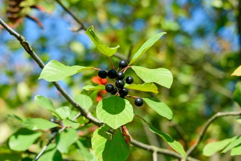 Buckthorn is vital to butterflies