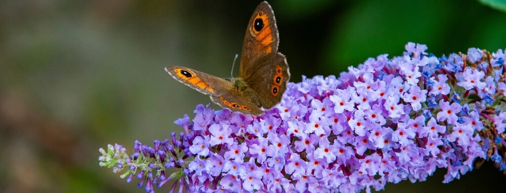 Butterfly on butterfly bush