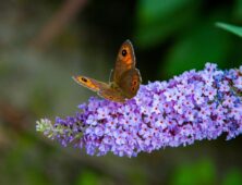 Butterfly on butterfly bush