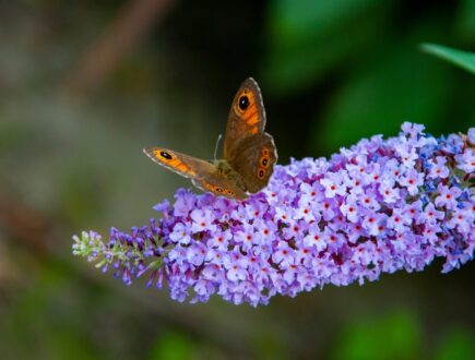 Butterfly on butterfly bush