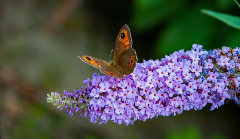 Butterfly on butterfly bush