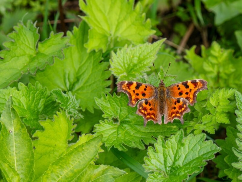 Comma butterfly on nettles