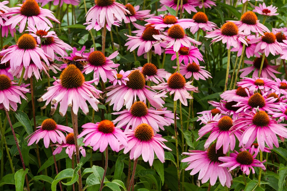 Coneflower echinacea purpurea