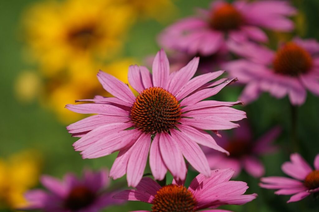 Coneflower