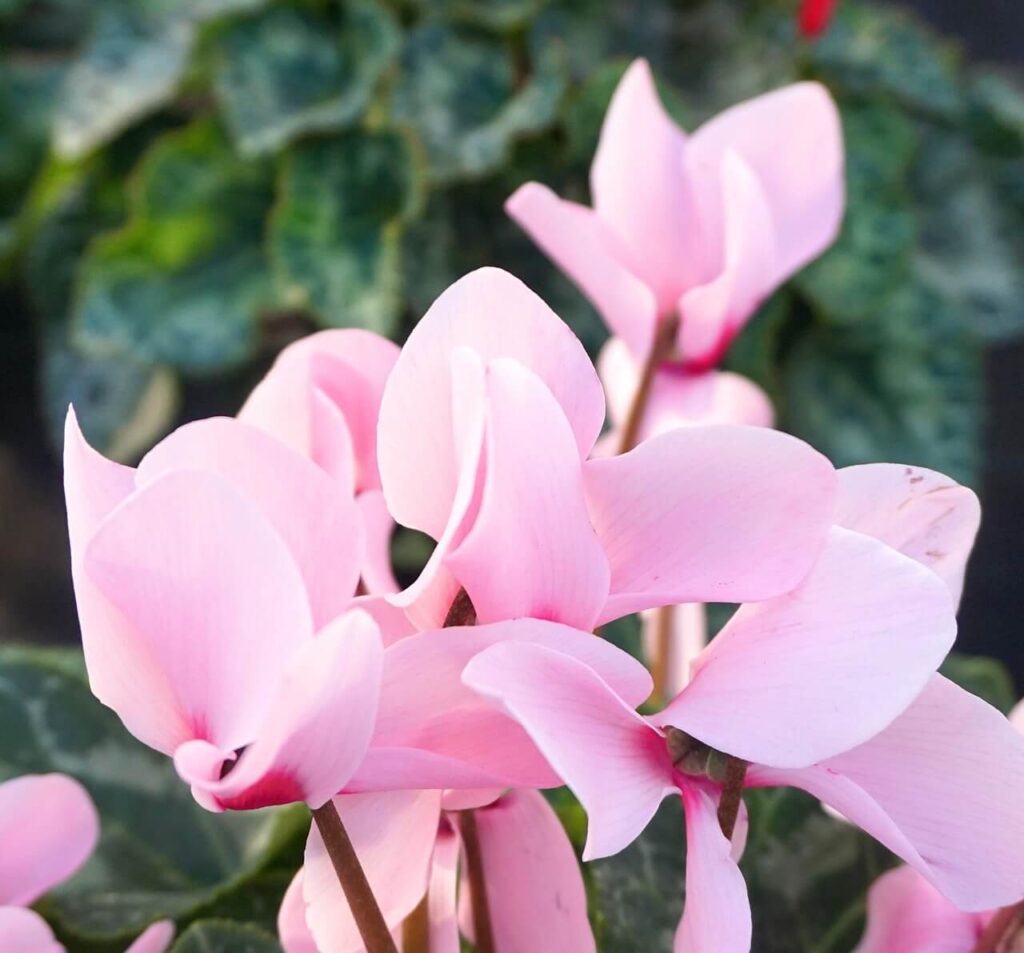Pink Cyclamen blossoms