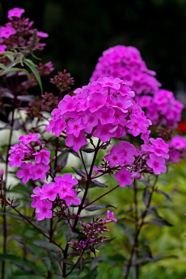 Garden phlox