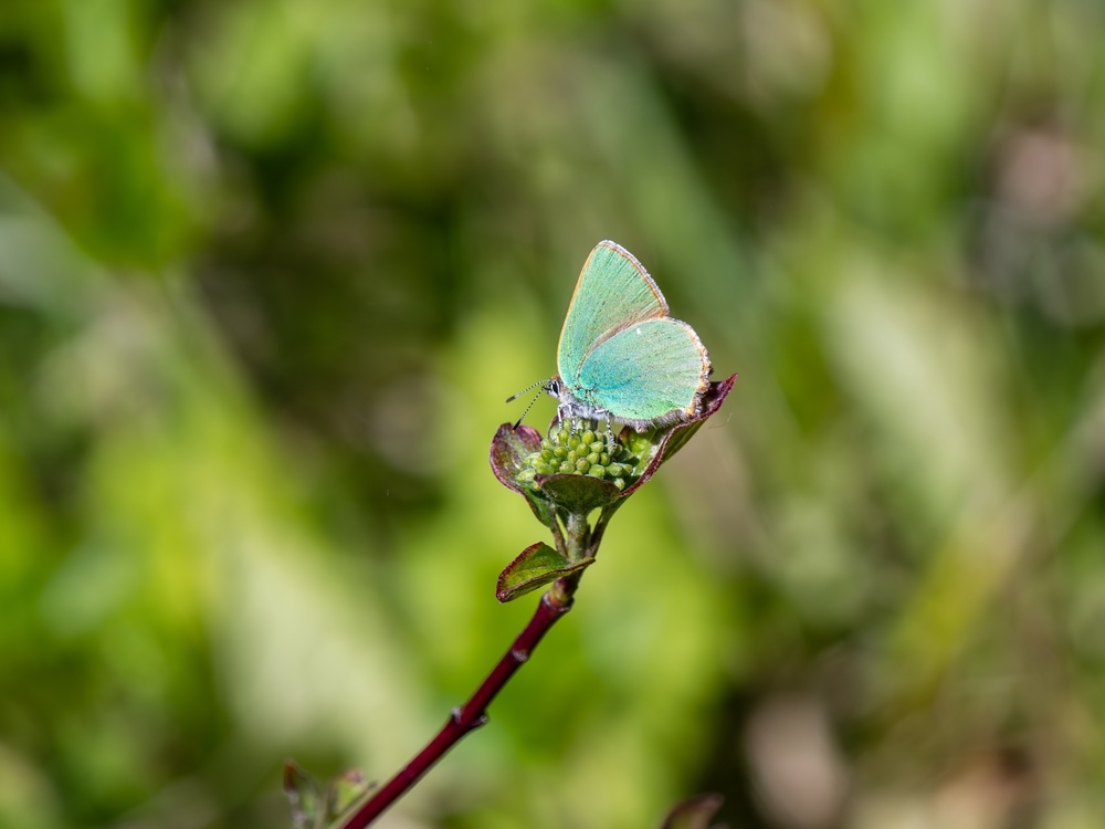 Green Hairstreak butterfly laying eggs
