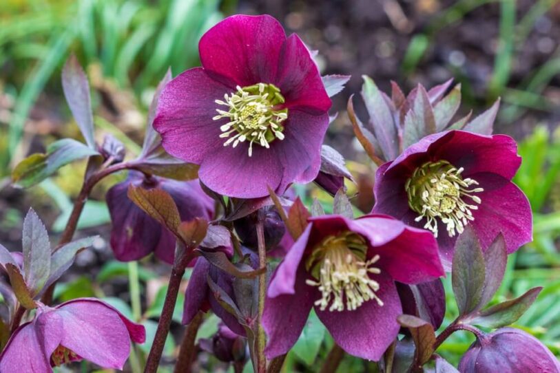 Purple Helleborus