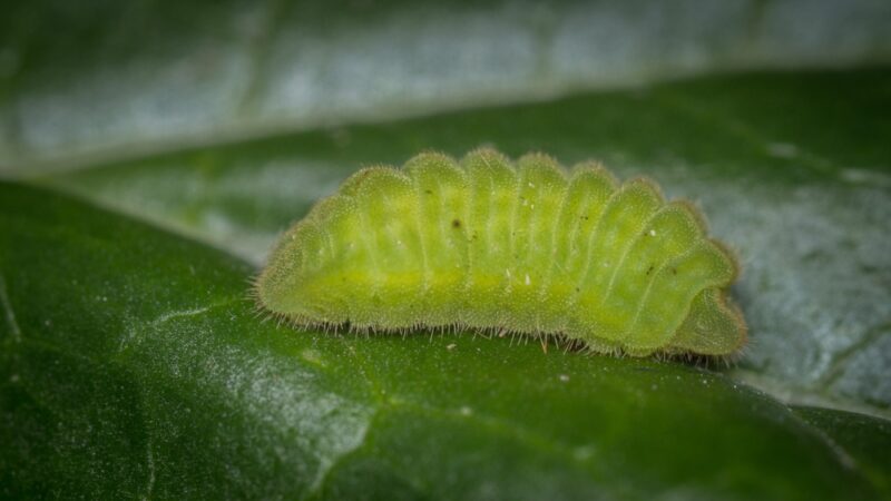 Holly Blue butterfly caterpillar