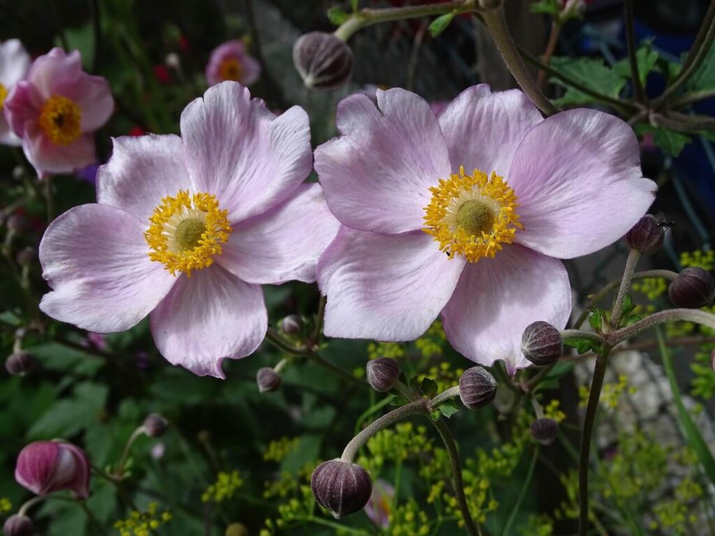 Japanese anemones