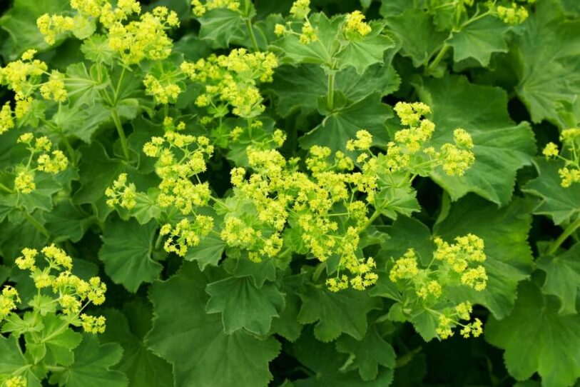 Lady's Mantle