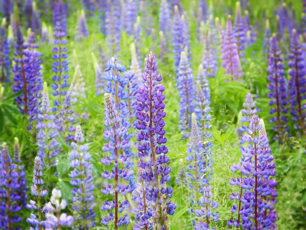 Field of Purple Lupins