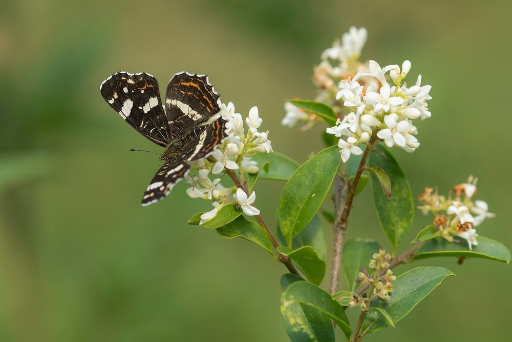 Map butterfly on wild privet