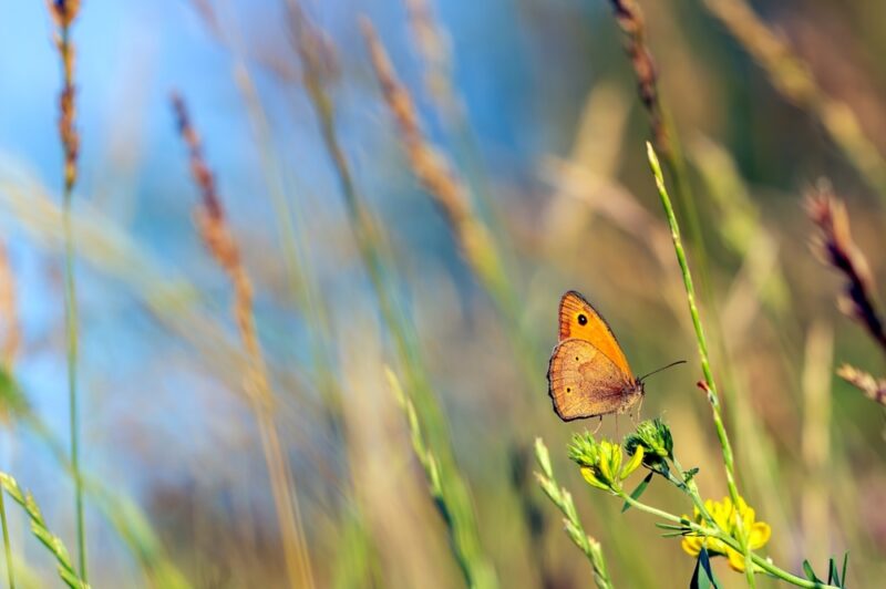 Meadow brown butterfly on grass