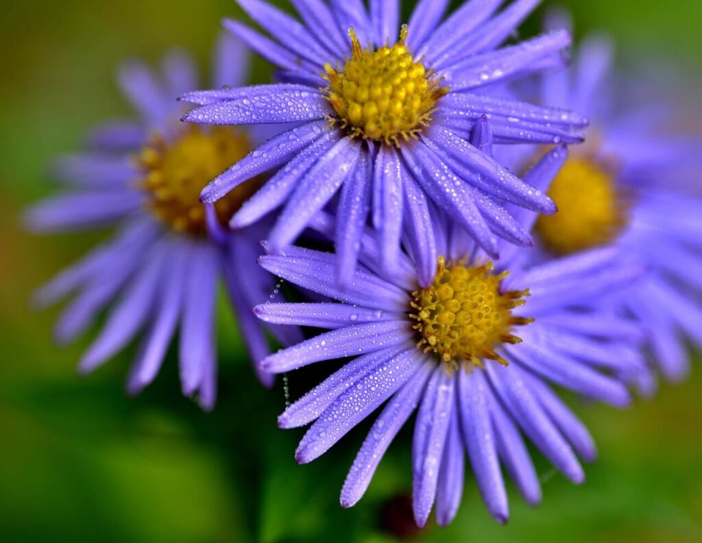 Michaelmas daisies