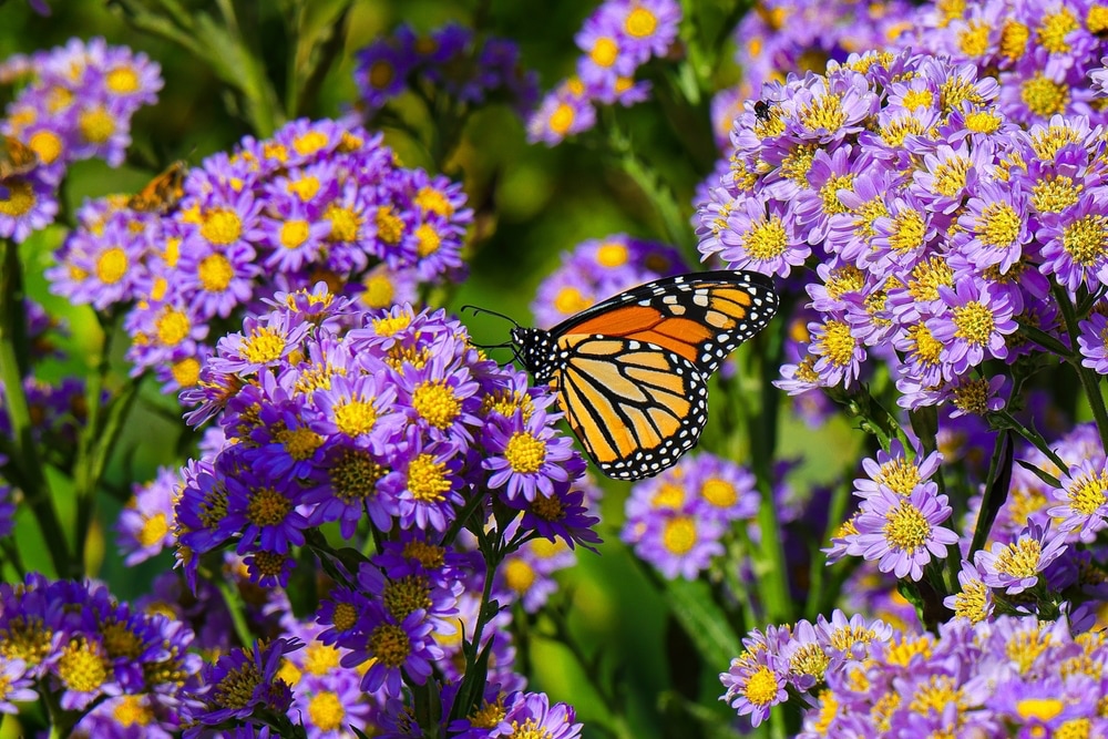 Monarch butterfly on asters