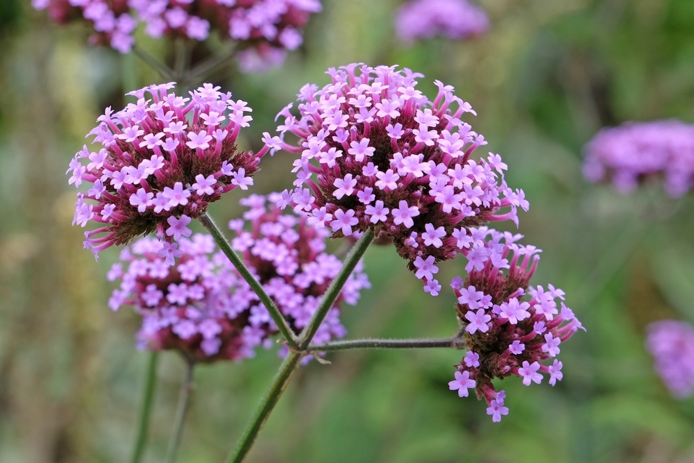 Purple verbena bonariensis