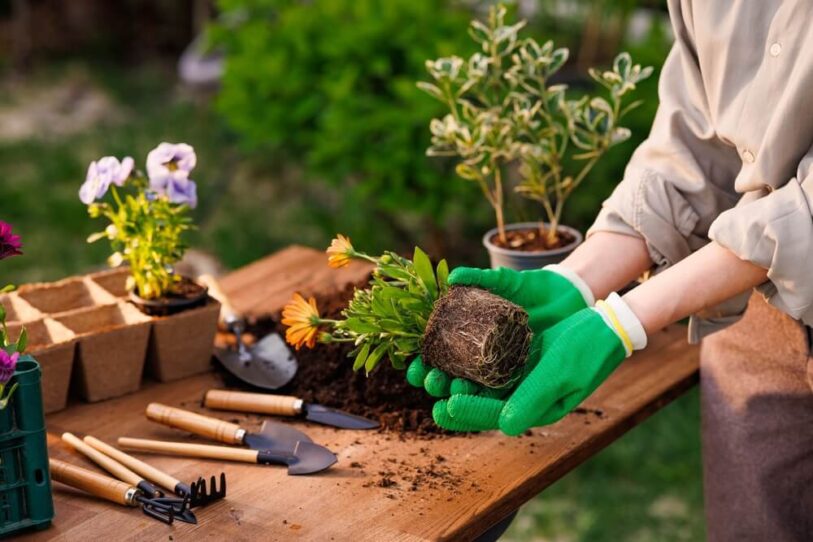 Person repotting all-year-round plants