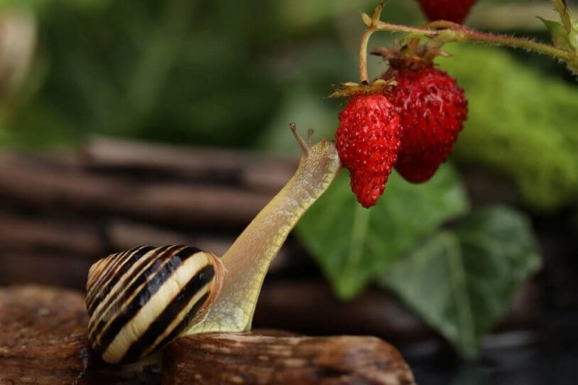 Snail nibbling on strawberry