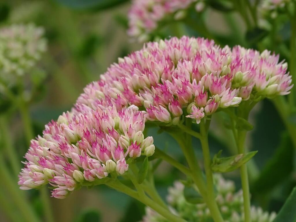 One beautiful all-year-round plant: Sedum