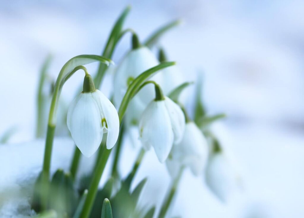 Snowdrops surrounded by snow