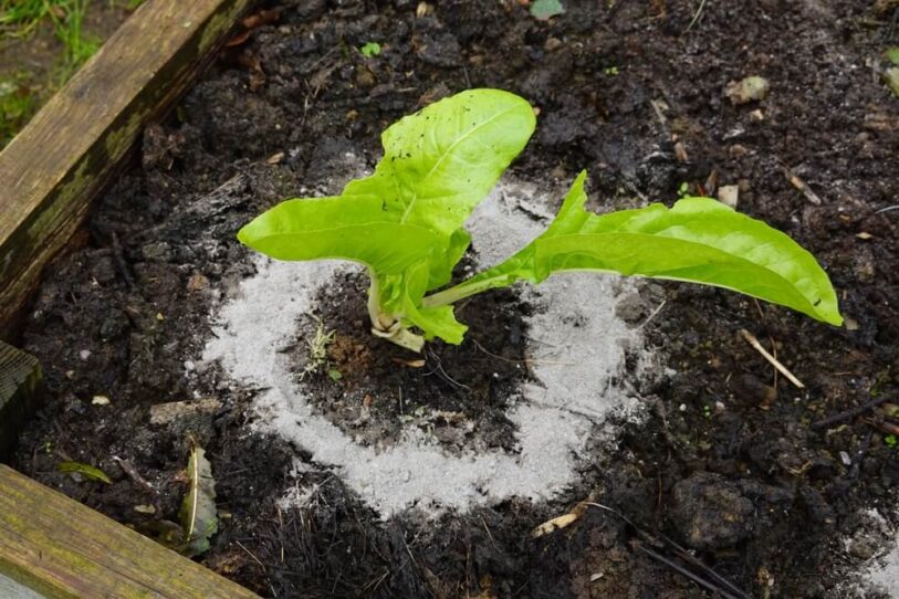 Volcanic rock dust barrier around plant