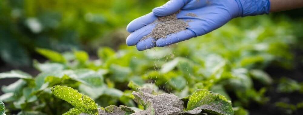 Volcanic rock dust applied with gloves