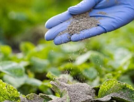 Volcanic rock dust applied with gloves