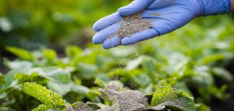 Volcanic rock dust applied with gloves