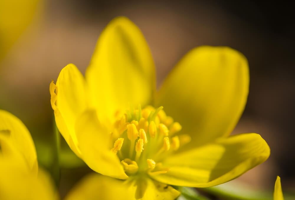 Yellow flower of Winter aconite