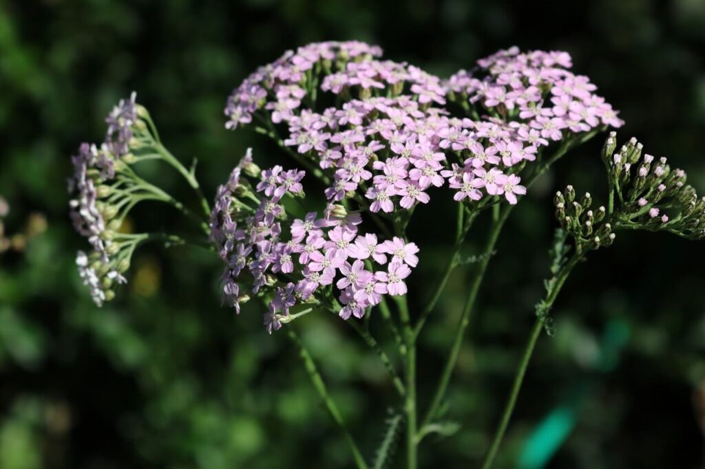 Blooming Yarrow