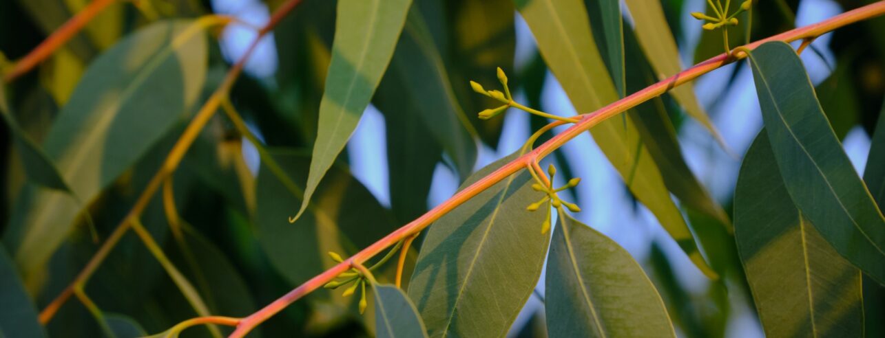 Eucalyptus tree leaves