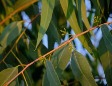 Eucalyptus tree leaves