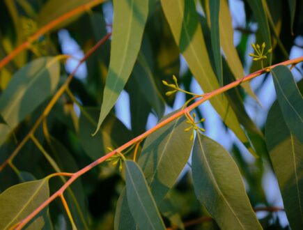 Eucalyptus tree leaves