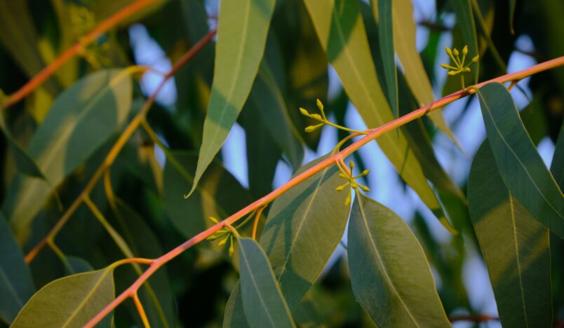 Eucalyptus tree leaves