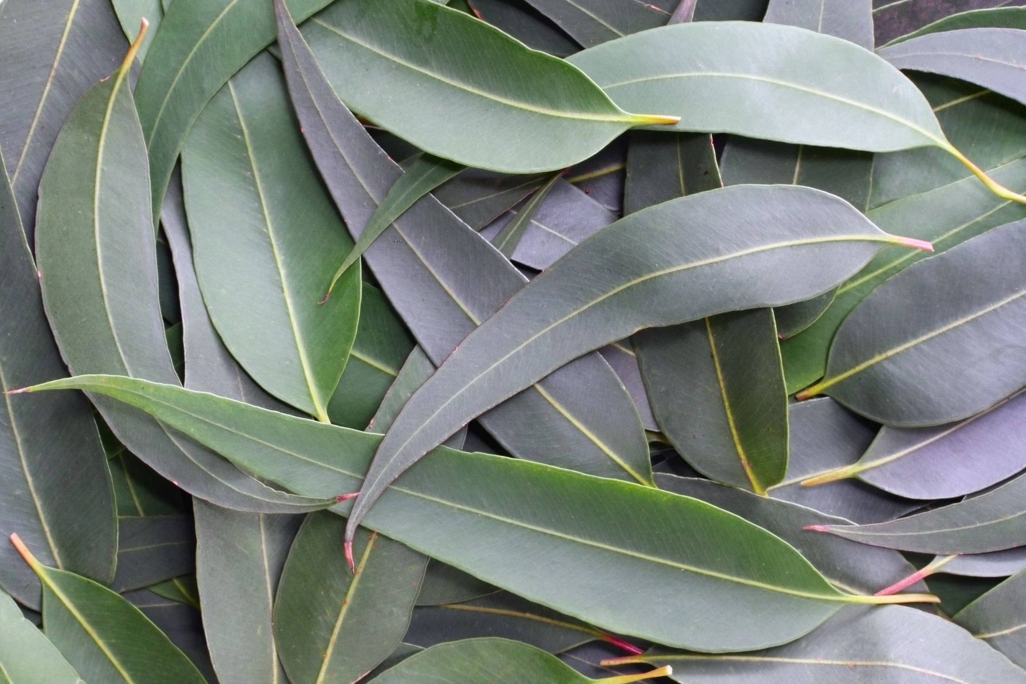 Eucalyptus leaves