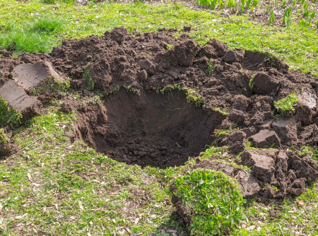 Planting hole for eucalpytus tree