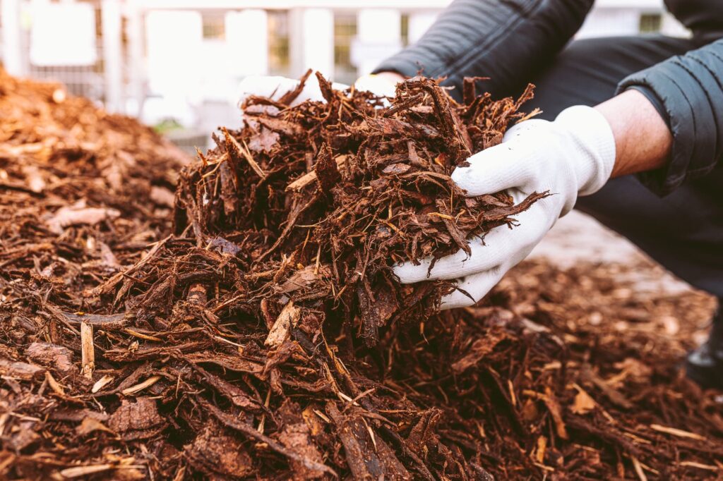 Mulch for eucalyptus tree