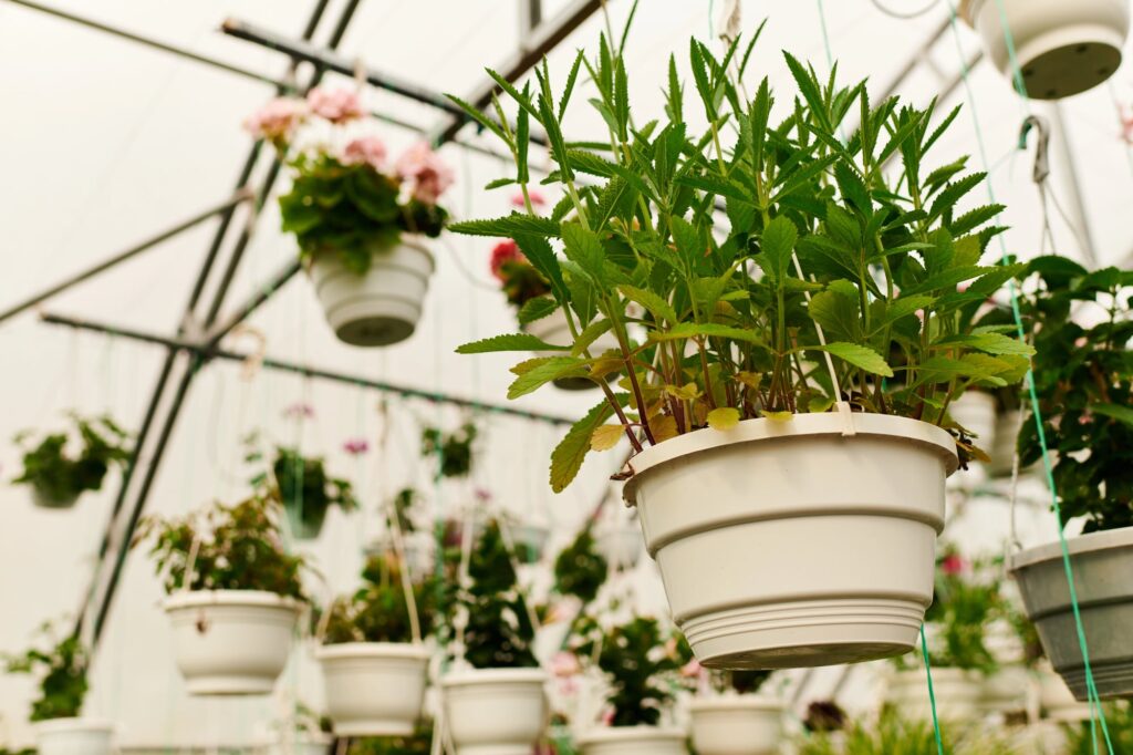 Hanging pots with plants in a greenhouse