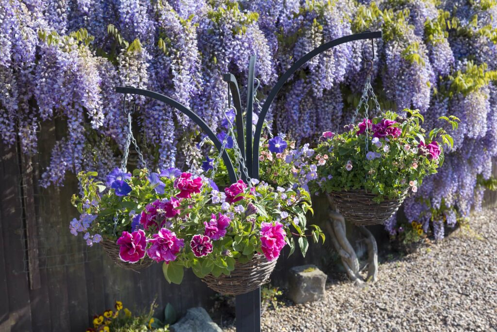 Wisteria