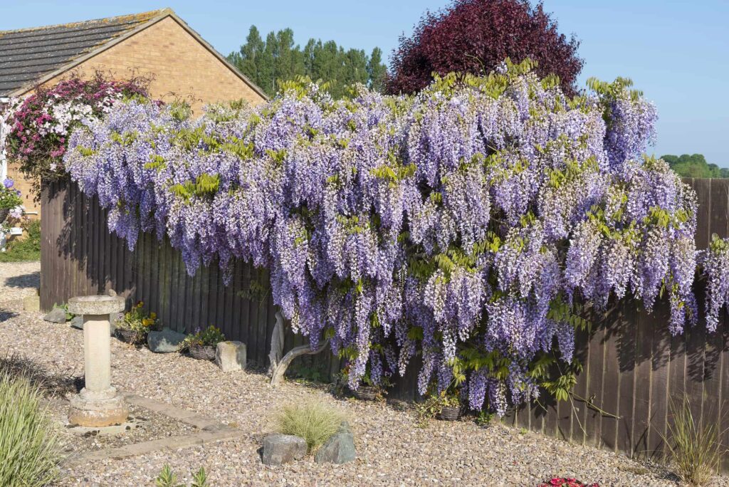 Wisteria growing on garden fence