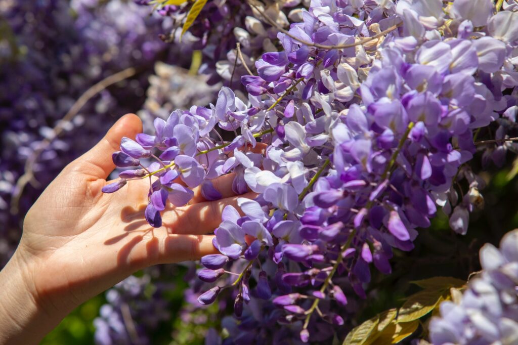 Hand lifting wisteria flower