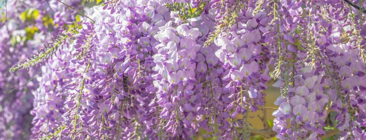 Cascading wisteria flowers