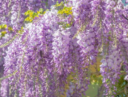 Cascading wisteria flowers