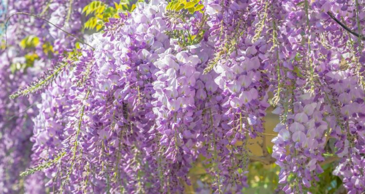 Cascading wisteria flowers