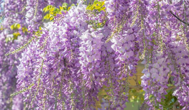Cascading wisteria flowers