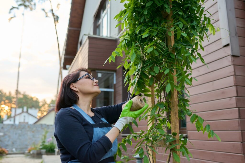 Woman training wisteria